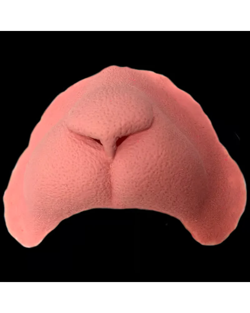 Cat Nose FX Appliance Transfer Prosthetic - Image 3
