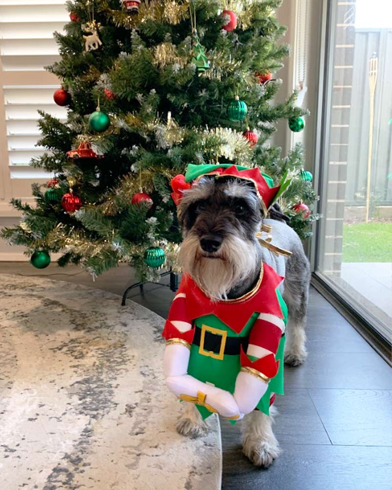 Elf Pup Pet Christmas Costume - Image 2