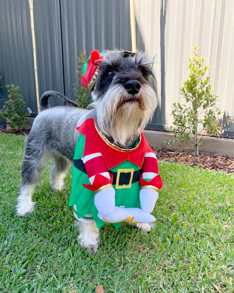 Elf Pup Pet Christmas Costume - Image 3