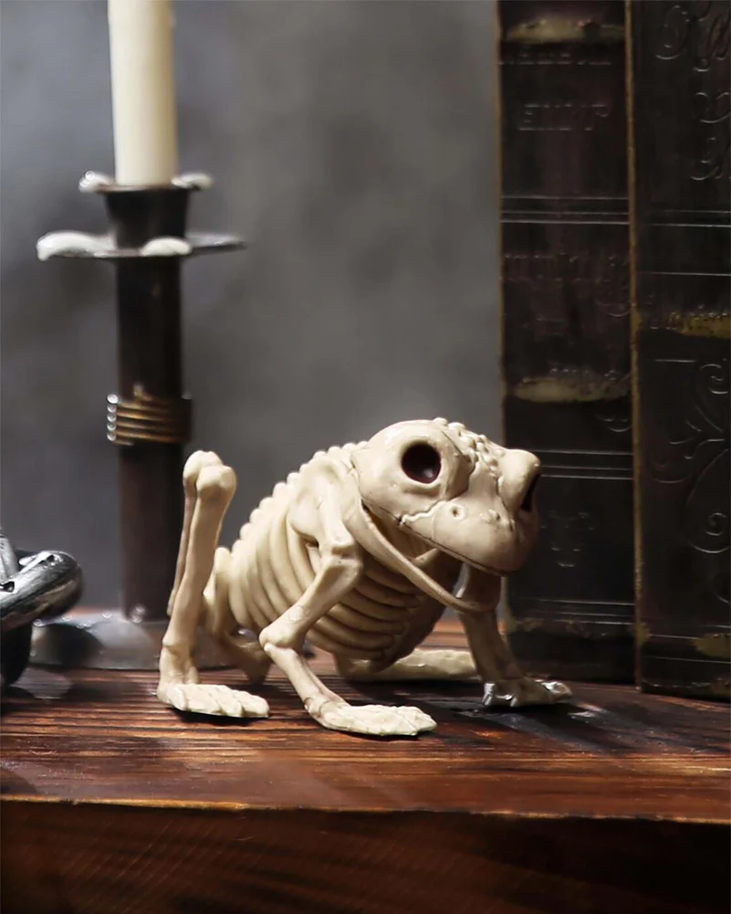 Frog Skeleton