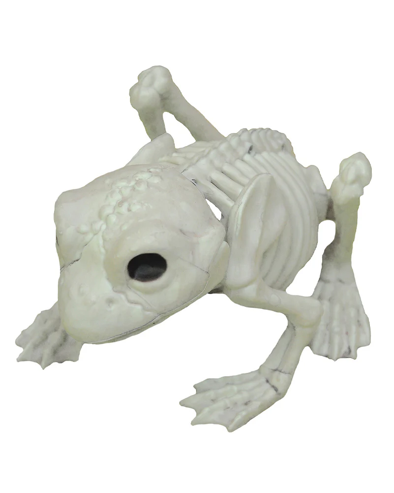 Frog Skeleton - Image 2