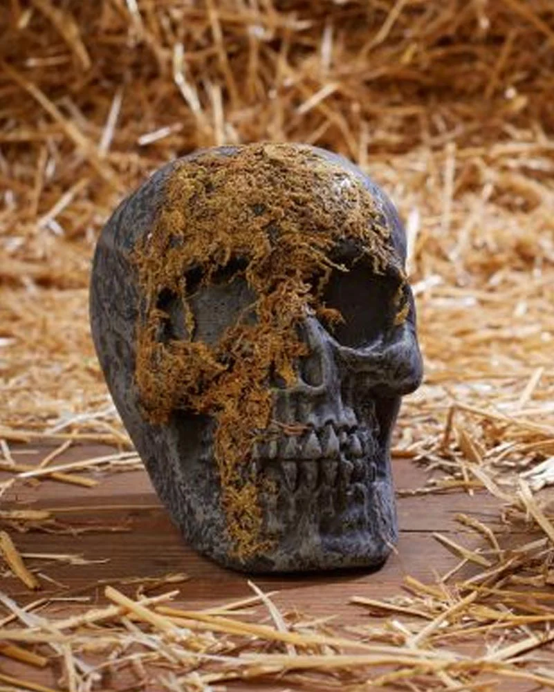 Jaw Moss Covered Skull - Image 2
