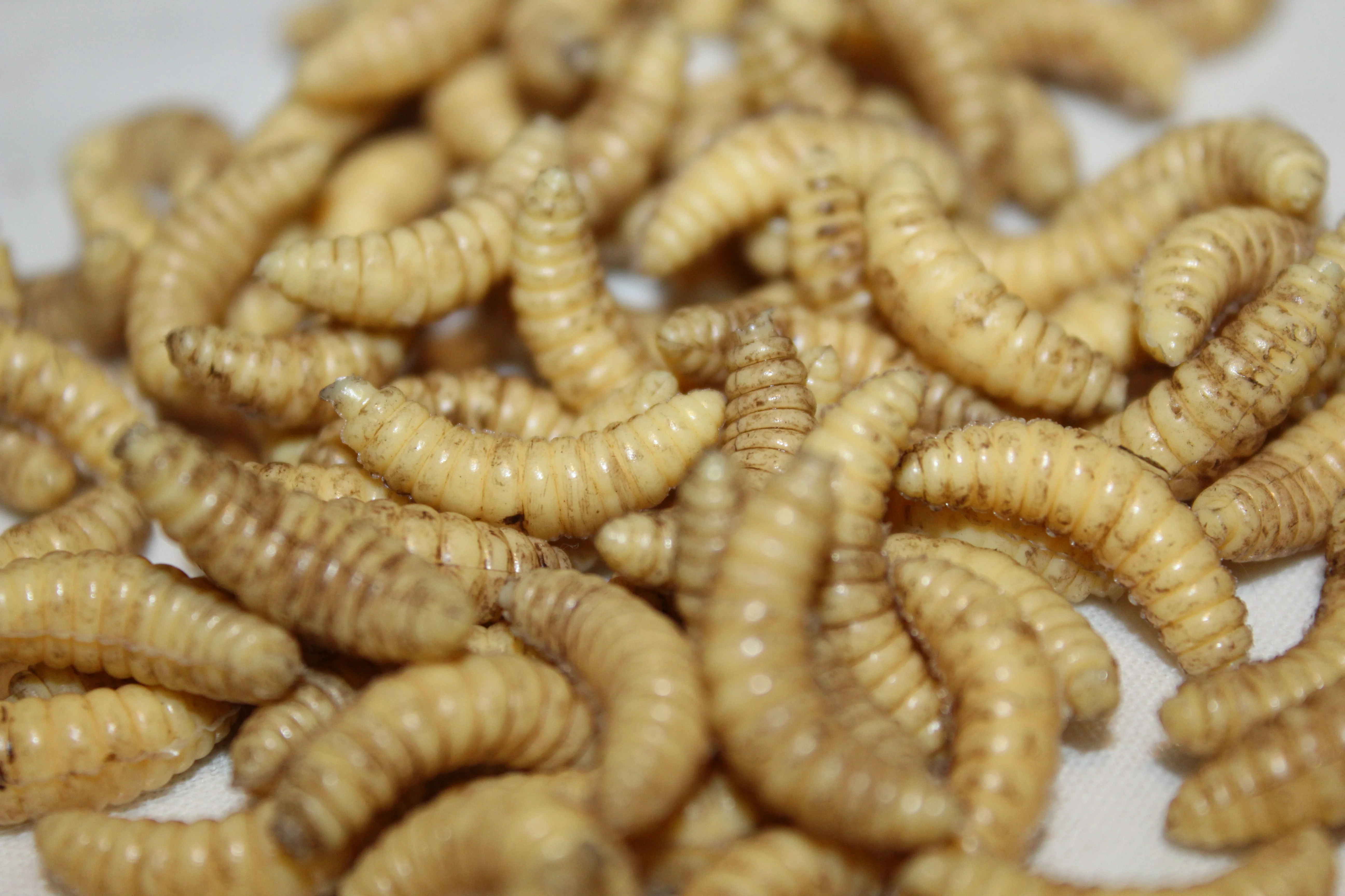 Maggots - Image 2