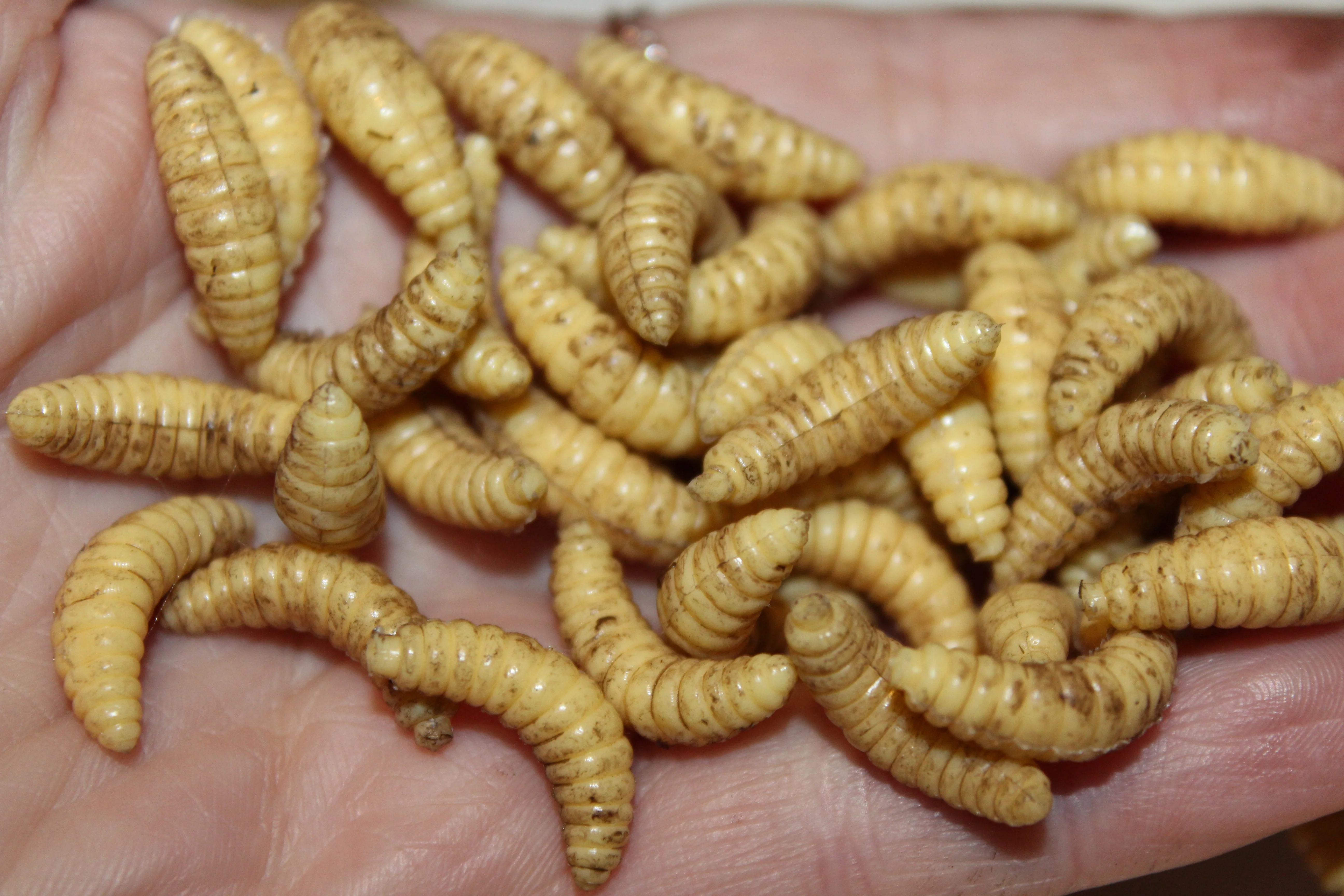 Maggots - Image 3