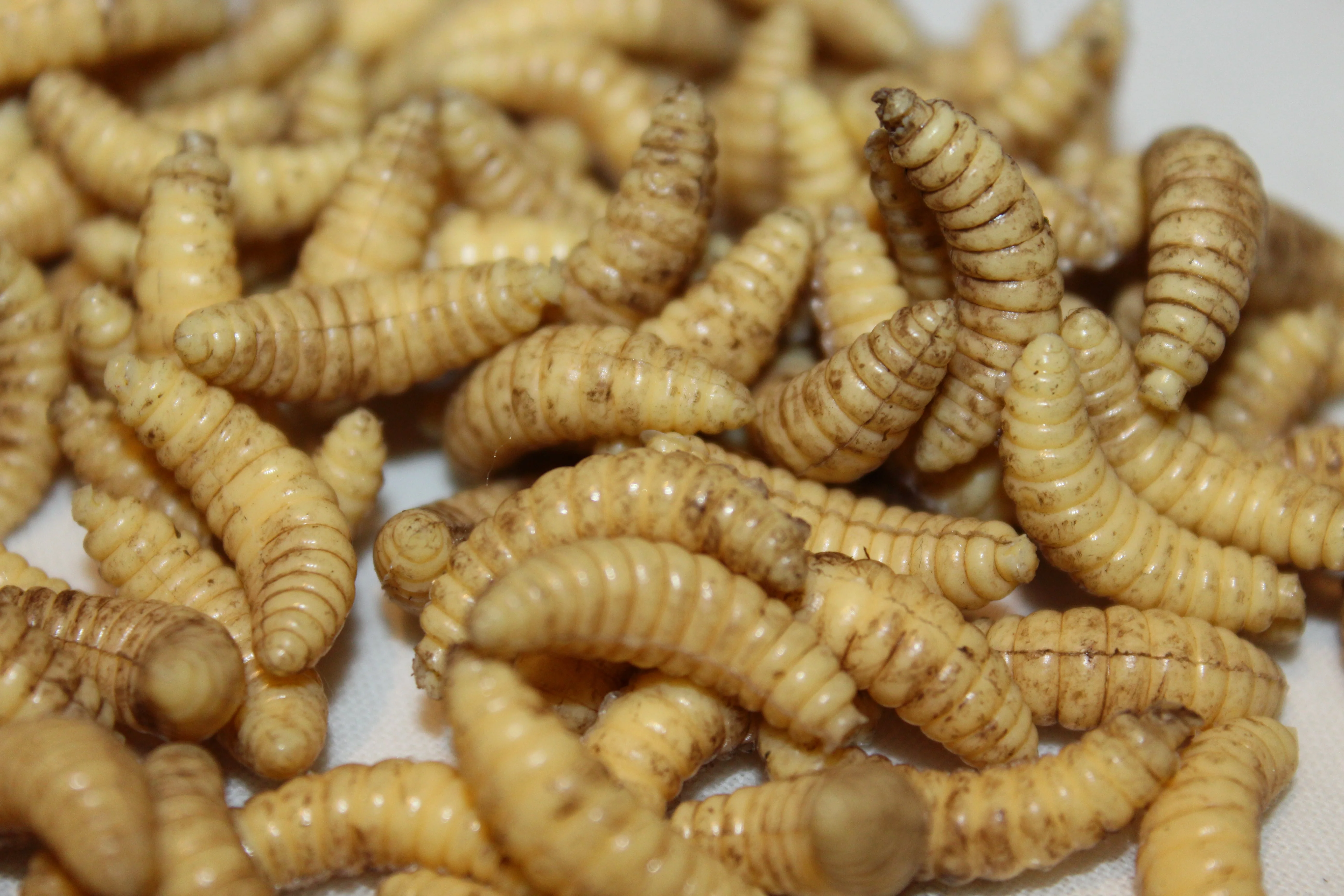 Maggots - Image 4