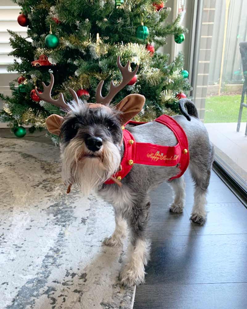Reindeer Dog Pet Christmas Costume - Image 2