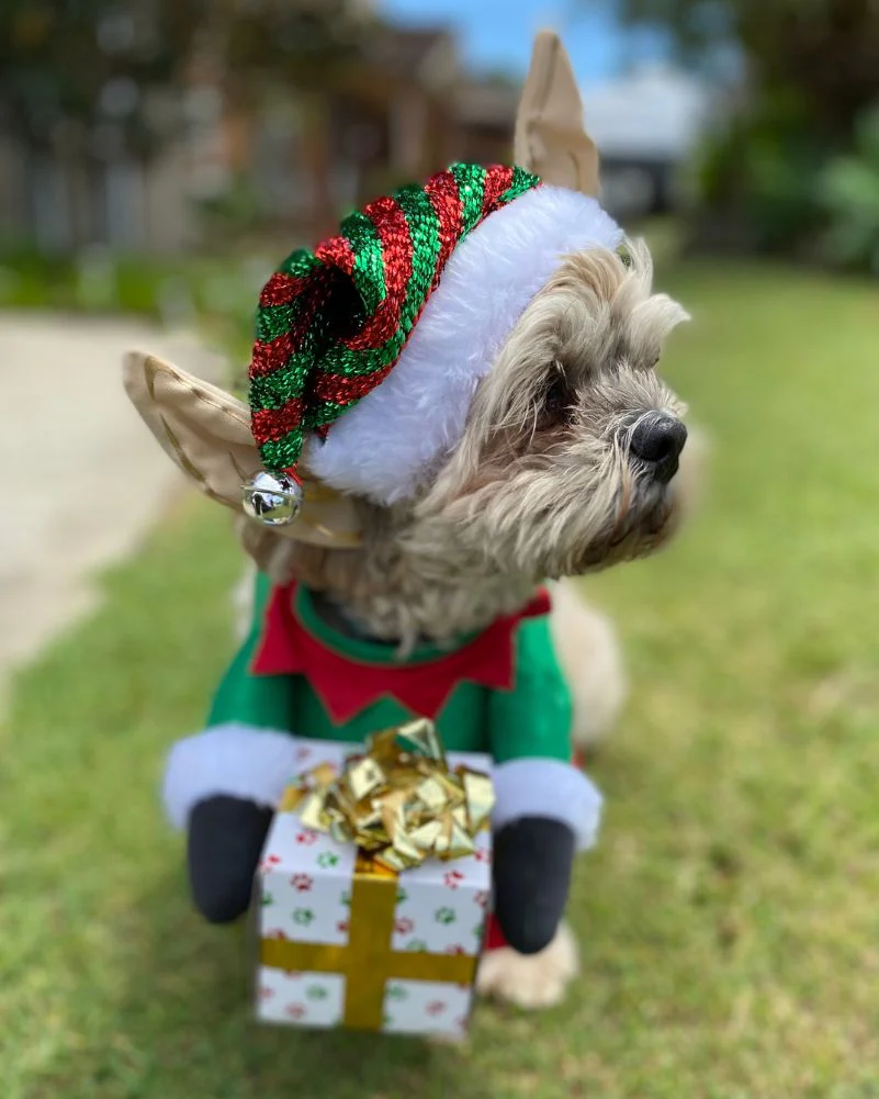 Santas Little Yelper Pet Christmas Costume - Image 3