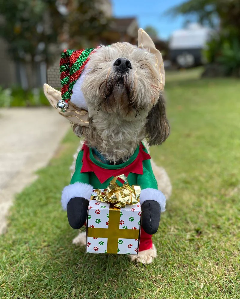 Santas Little Yelper Pet Christmas Costume - Image 5