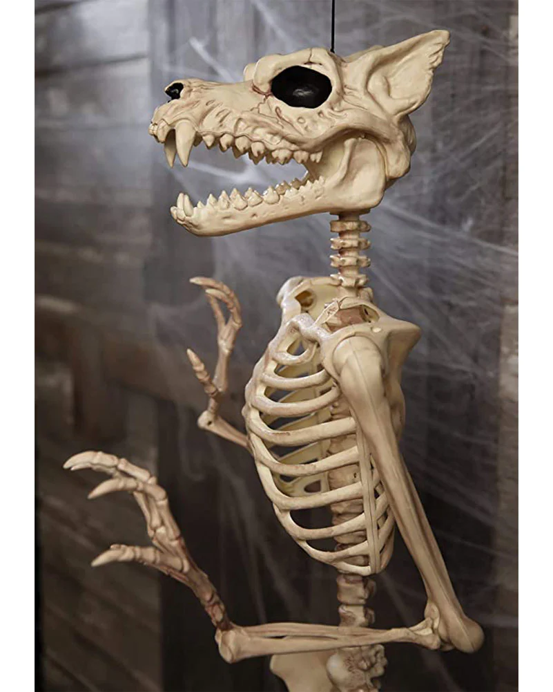 Werewolf Pose N Stay Skeleton 1.5m - Image 3